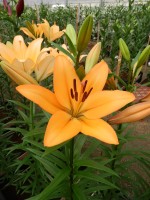 [5085 Indian Diamond SES No01.JPG]